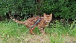 bengalkater-paul-drauen_62a9e5b2ee4c6