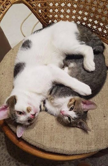 Wir haben ein Zuhause: Dobby und Mouse