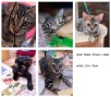 Alle Kitten