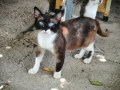 Aquiles