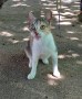 Atenea1