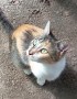 Atenea