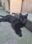 Bagheera1