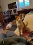 Benji