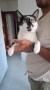Bimba2