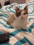 Bimba