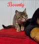 Bounty