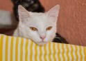 Cloe