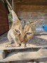 Cuca3