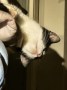 Gismo4