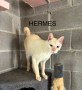 Hermes2