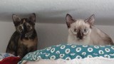 IMG-20210721-WA0001