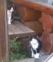 Katzenkinder1