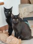 Kitten7