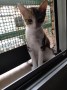 Kitty8