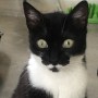 Koshka2
