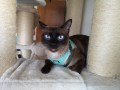 Michino