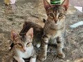 Mira_Ofra