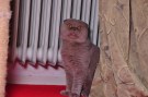 Mischa