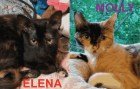 Molly_Elena