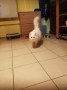 Pascha3
