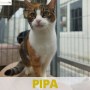 Pipa