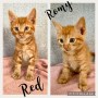 Romy_Red