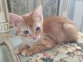 Rufus1