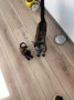 Sheila_Kitten