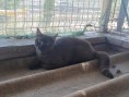 Tabby