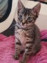 Tabby21