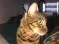Tiger_Monka1