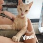 Vitani