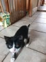 katze-2_62e0cb216b093