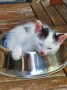 katze-3_62e0cb216b3cf