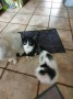 katze-4_62e0cb216b73f