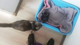 kitten-mama_6319f8c39efab