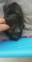 kitten_6319f8c39f345