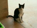 nico_03