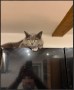 screenshot-225_6a0f03079e59a